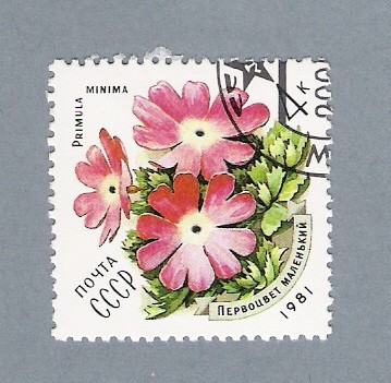 Primula Minima