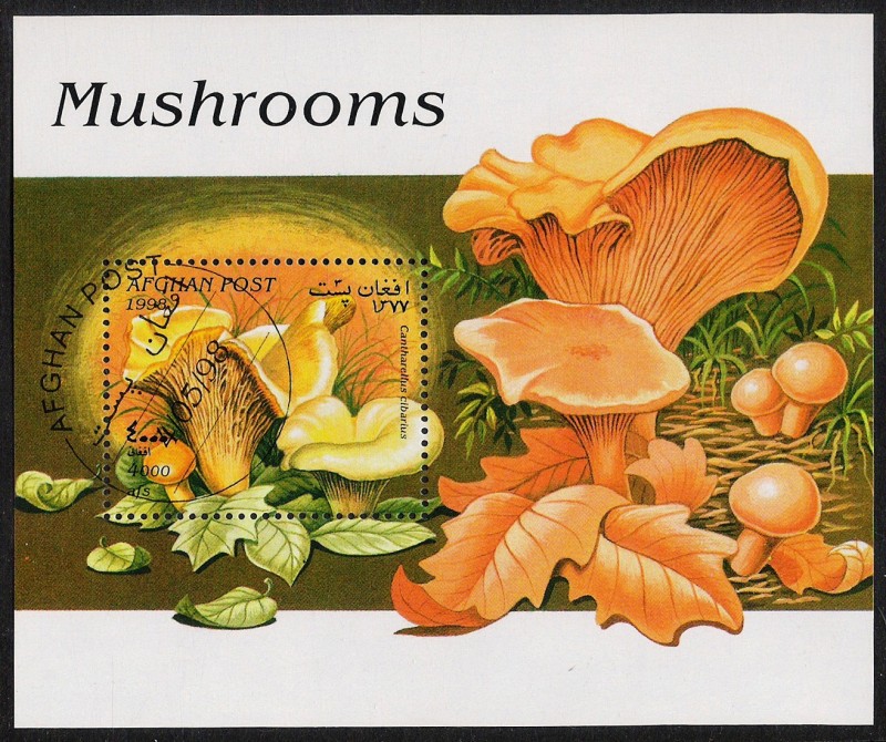 SETAS-HONGOS: 1.100.027,00-Cantharellus cibarius