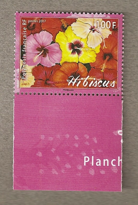 Hibiscus