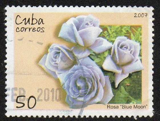 Rosa 