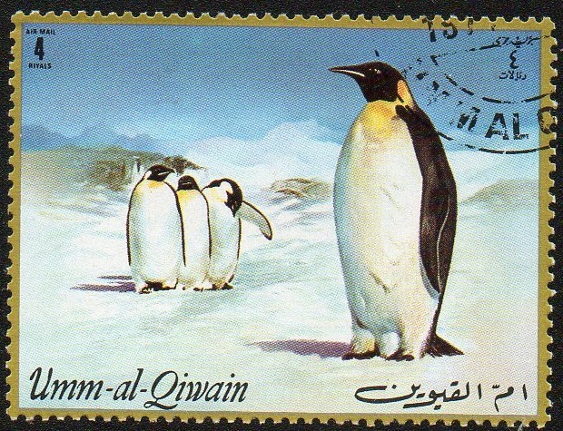 UMM AL QIWAIN - Pingüinos