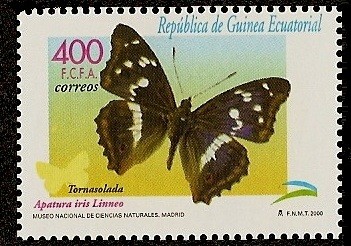 Mariposas - Tornasolada - museo ciencias naturales - Madrid