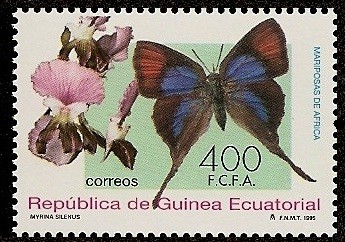 Mariposas de Africa - Myrina