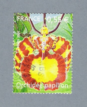 Orchidée Papillon