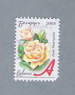 Rosa Blanca