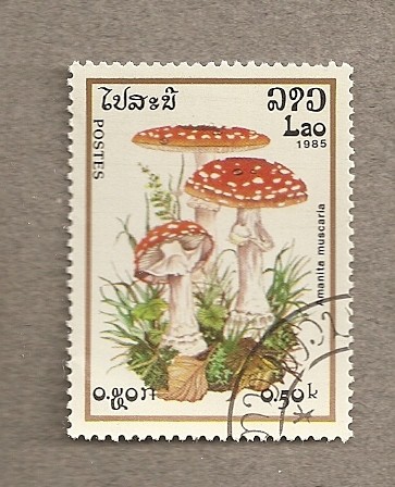 Seta Amanita muscaria