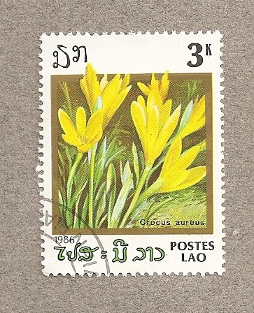 Flor Crocus aureus