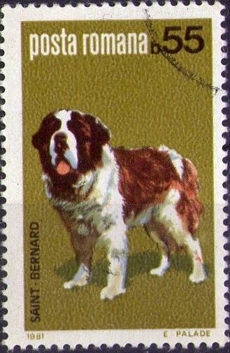 Saint Bernard