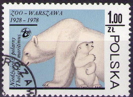 Oso polar