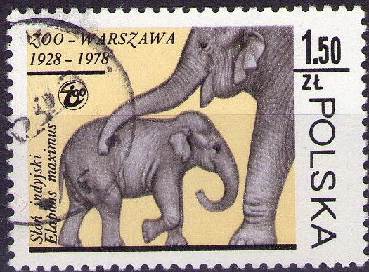 Elefante