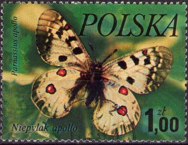 Parnassius apollo