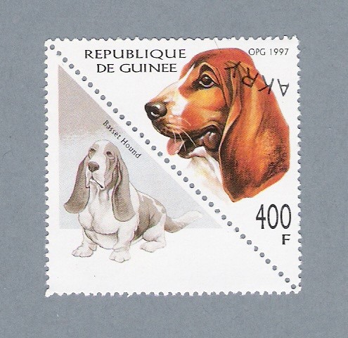 Basset Hound