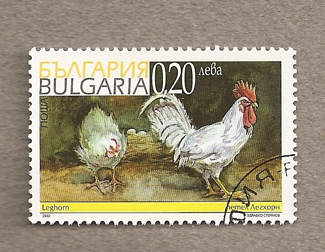 Gallinas Leghorn