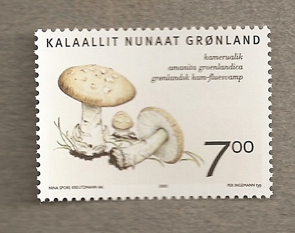 Seta Amanita groenlandica