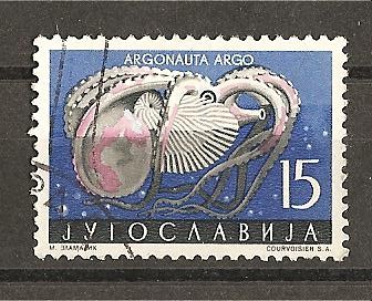 Argonauta Argo.