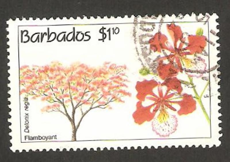 conservación del medio ambiente, arboles y flores, delonix regia