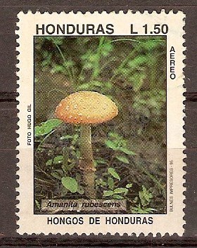 HONGOS  DE  HONDURAS