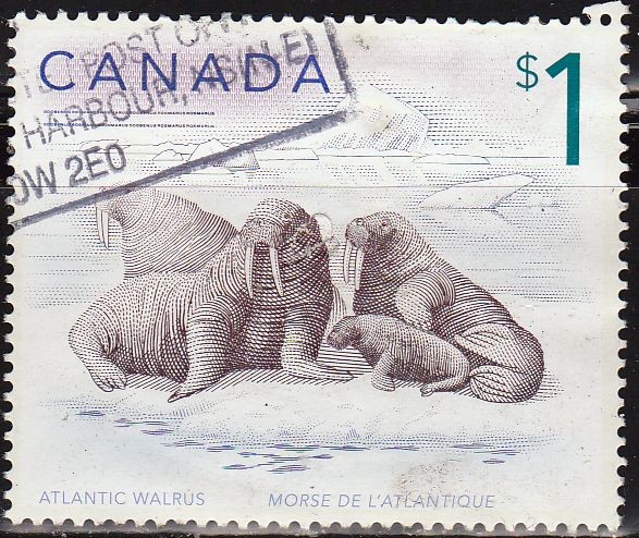 CANADA 1999 Scott 1697 Sello Animales Atlantic Walrus Morsa del Atlántico Usado