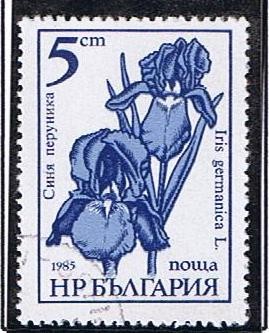 Iris germanica