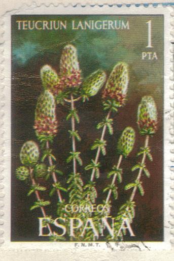 ESPANA 1974 (E2220) Flora - Teucrium lanigerum 1p