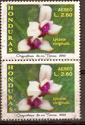 LYCASTE  VIRGINALIS