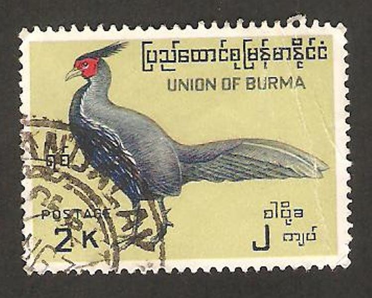 burma - fauna, faisán