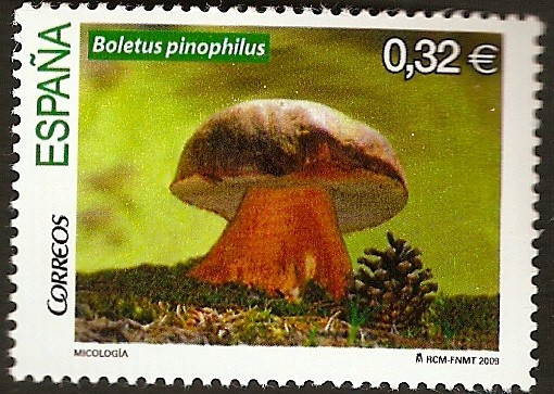 Boletus Pinophilus