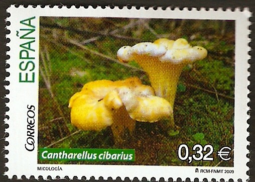 Cantherelius cibarius