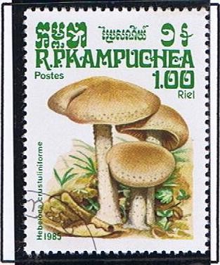 Amanita muscarina