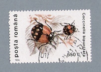 Coccinella Bipunctata