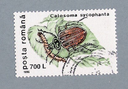 Colosoma Sycophanta