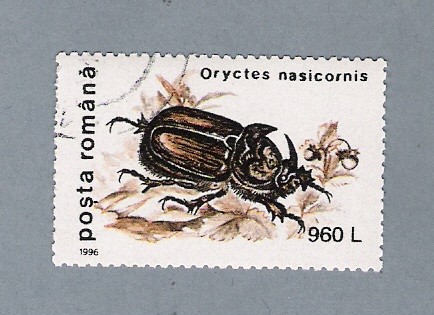 Oryctes Nasicornis