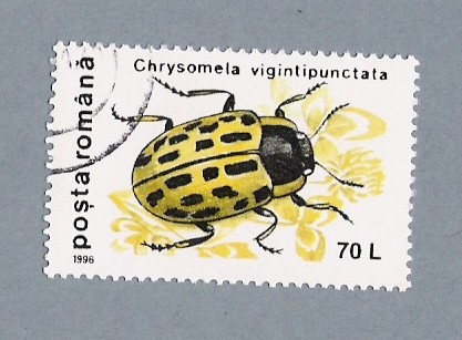 Chrysomela Vigintipunctata