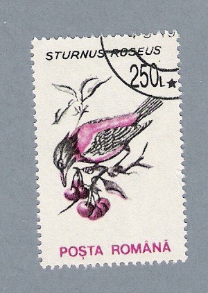 Sturnus Roseus