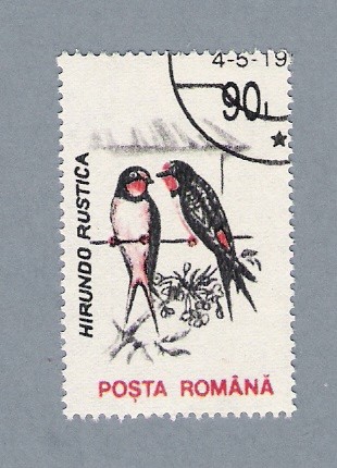 Hirundo Rustica