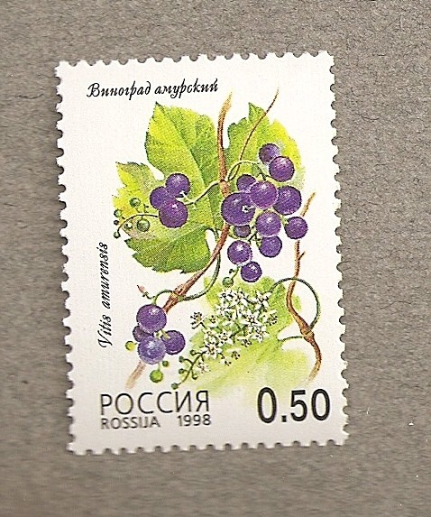 Vitis amurensis