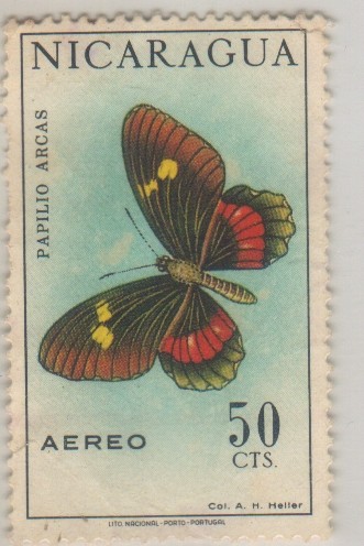 Papilio arcas