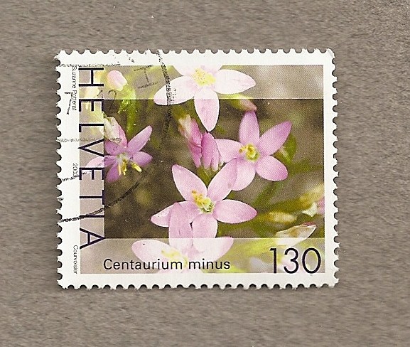 Flor Centaurium minus