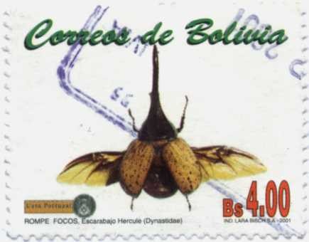 Insectos