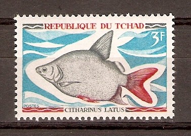 CITHARINUS   LATUS