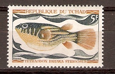 TETRAODON   FAHAKA   STRIGOSUS