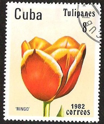 TULIPANES- RINGO