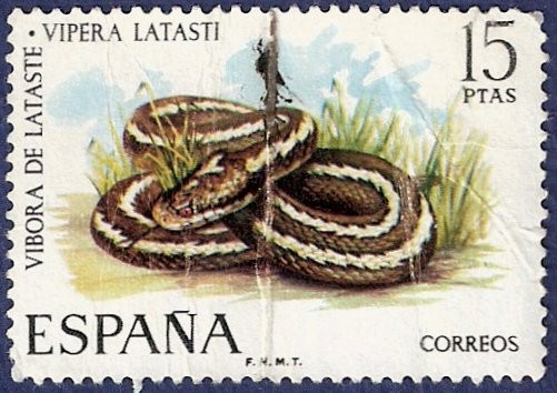 Edifil 2196 Víbora de Lataste 15