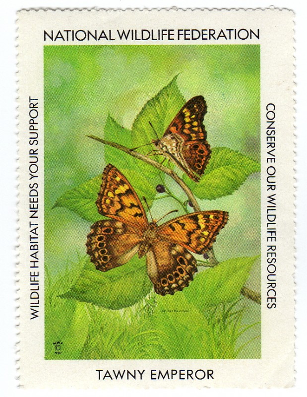 Tawny Emperor