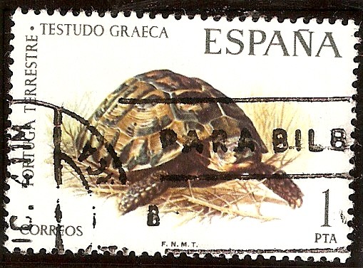 Fauna.Tortuga terrestre