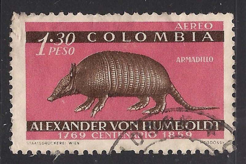 Armadillo.