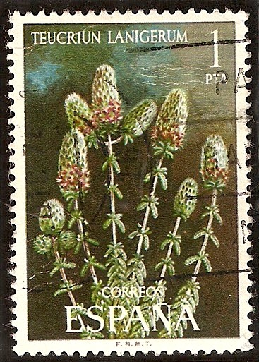 Flora. Teucrium lanigerum