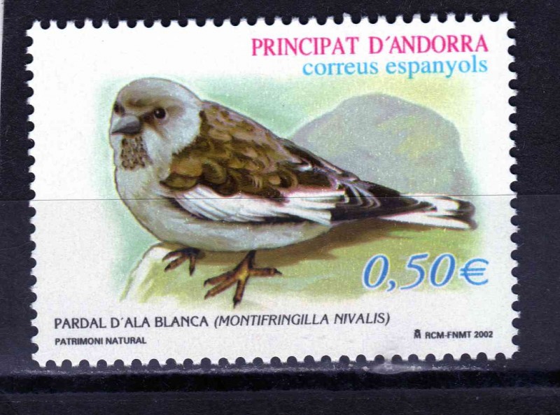 Pajaro