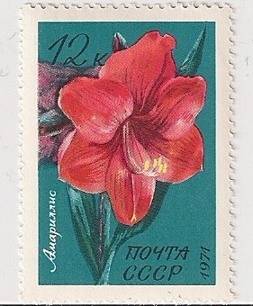 Amaryllis