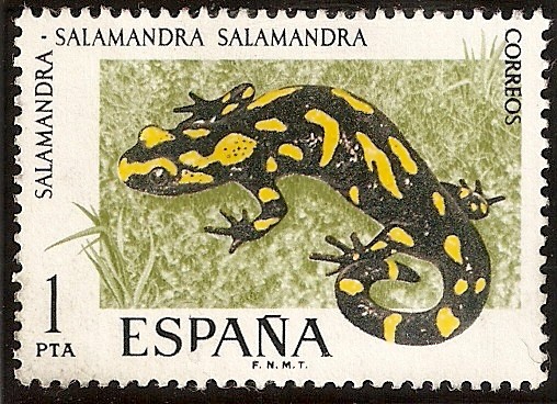 Fauna Hispánica - Salamandra